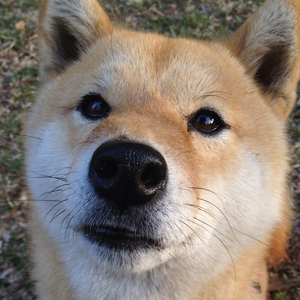 命运拐点,火箭坠落之夜,布克那记改写剧本的致命三分
