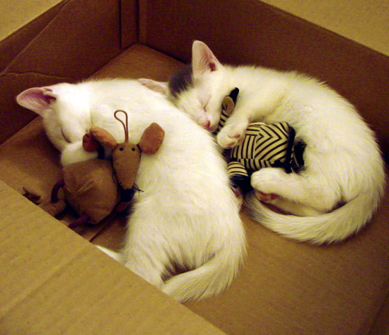 极速突围,当F1街道赛的狂飙遇上山西队冲破76人防线的较量