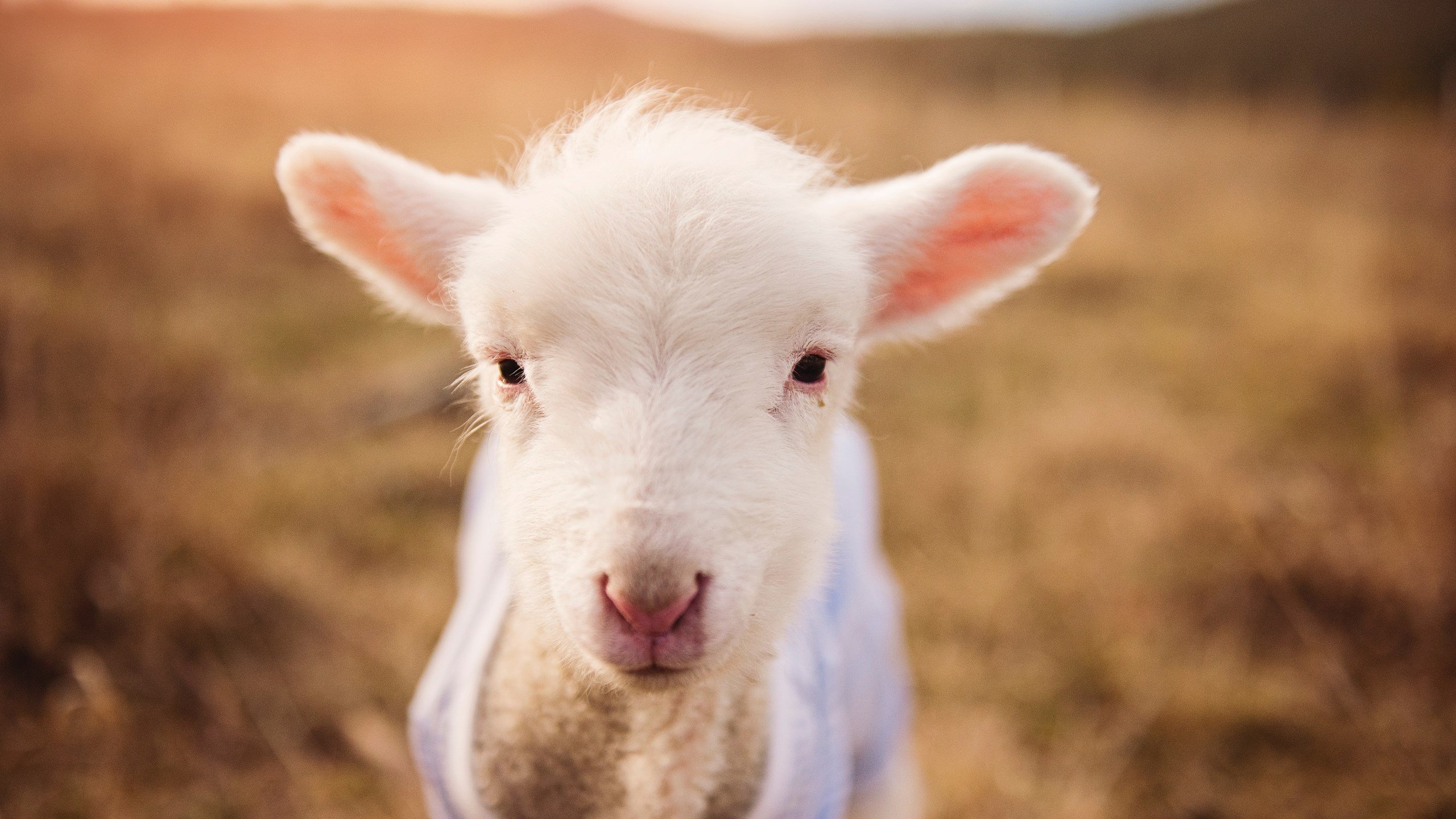 不朽的蓝金色宣言，勇士聚焦之战，逆转尼克斯书写关键传奇