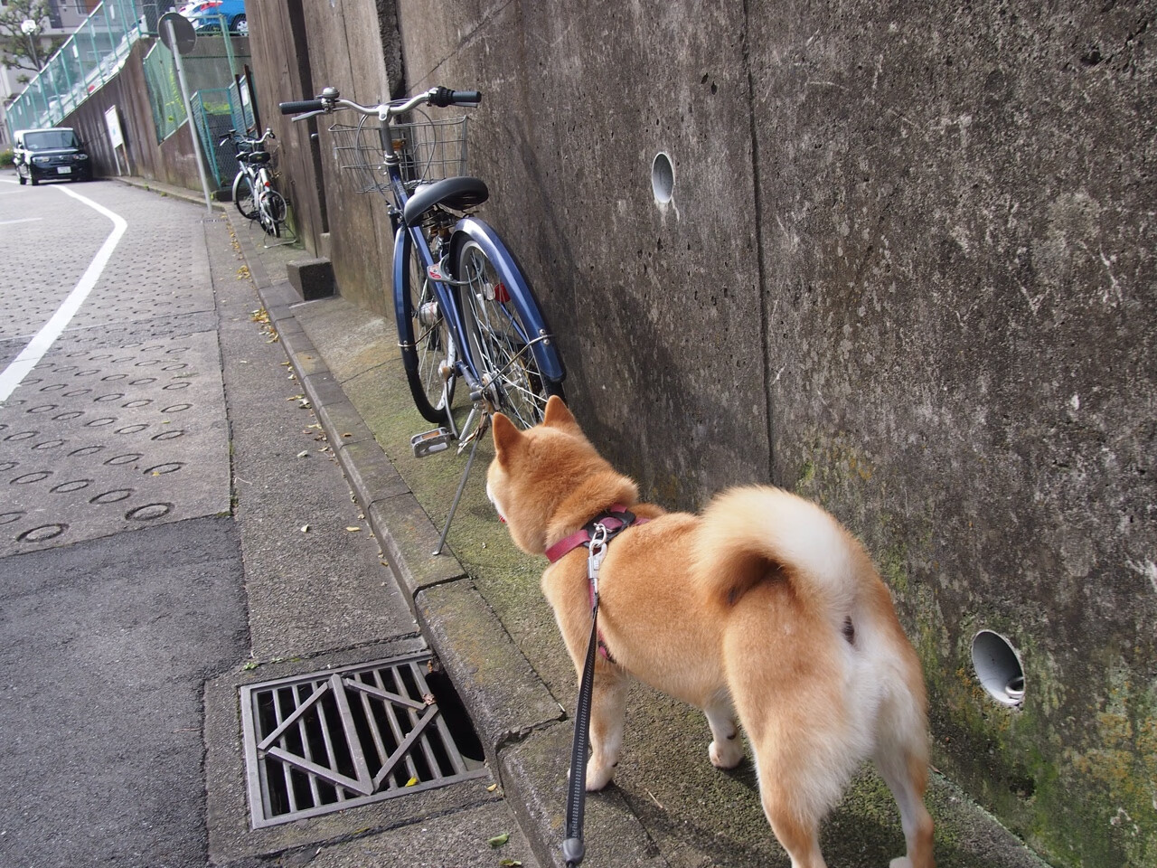 篮坛双面镜,塔图姆绝杀定乾坤,活塞狂胜显锋芒