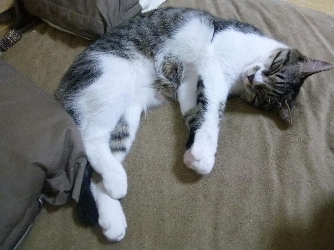 救赎与接管,鹈鹕硬仗碾碎爵士质疑,布伦森在世界排名争夺战中刺穿喧嚣