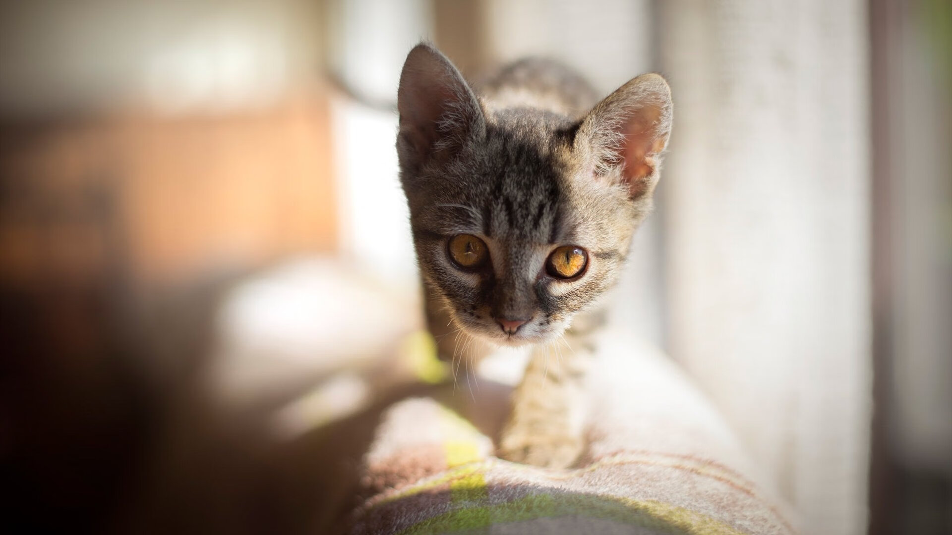 范戴克没有进球，但他点燃了美加墨的夜
